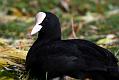 coot_0111107271