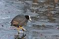 coot_1312103561