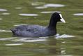 coot_1507102745