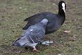 coot_pigeon_1001117029