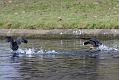 coots_0401115343