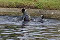 coots_0401115354