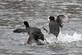 coots_0501115718