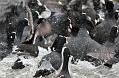 coots_1401117675