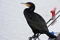 Cormorants at Chichester Marina
