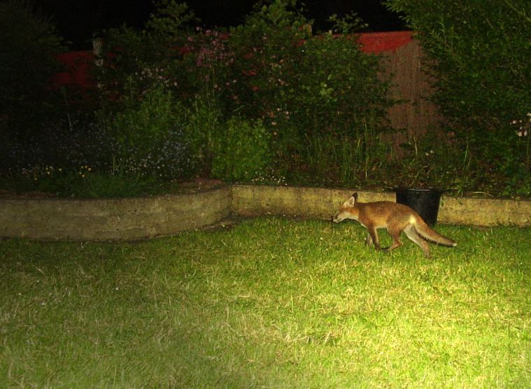 cub trot