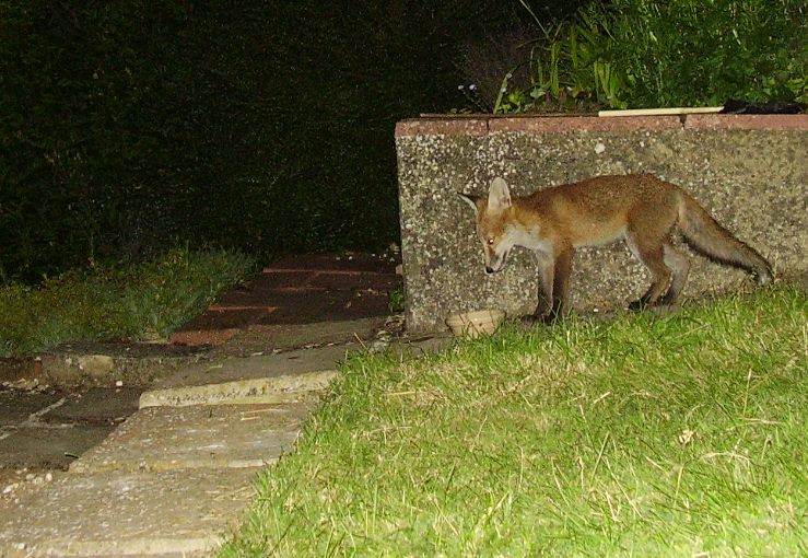 Cub surprised