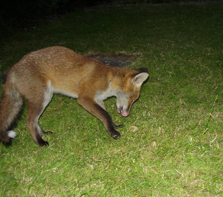 Fox cub playing with a Markie