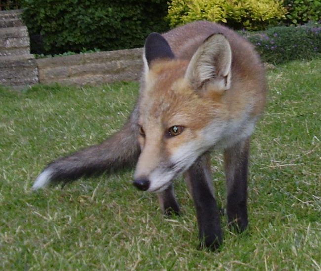 Fox Cub close up