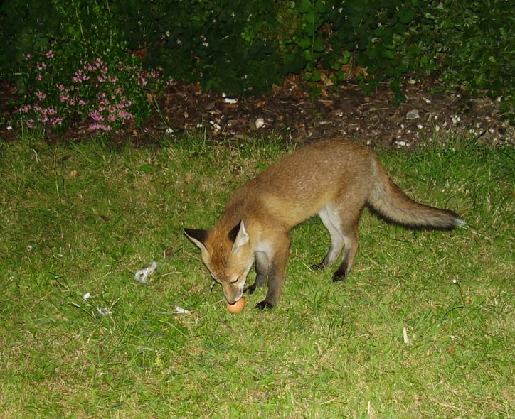 Fox Cub with egg