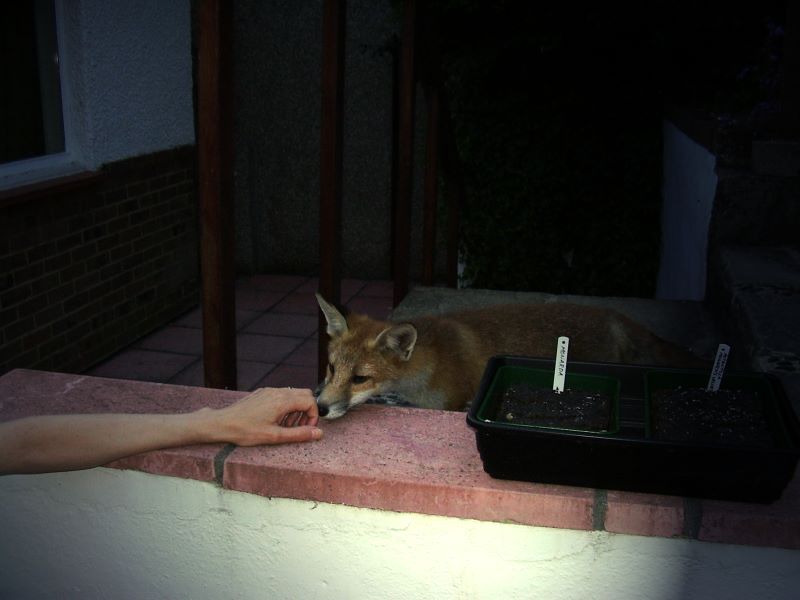Fox cub and hand