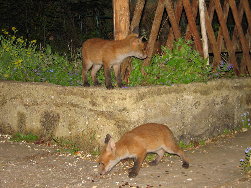 Fox Cubs