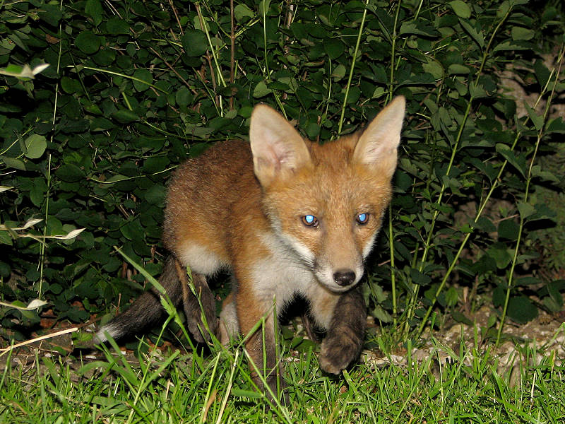 Fox cub