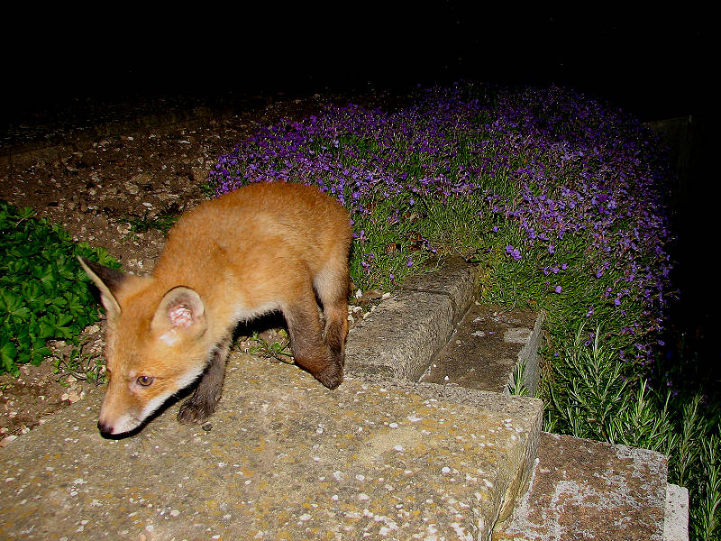 Fox Cub