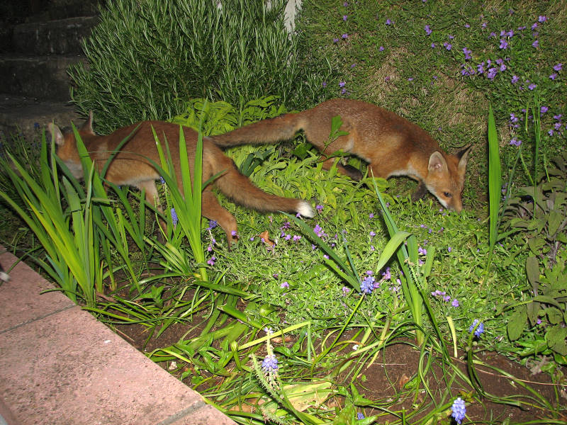 Fox cub