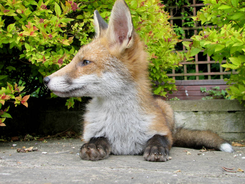 Fox cub