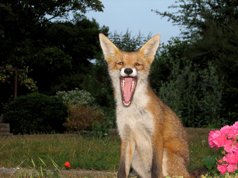 Fox cub
