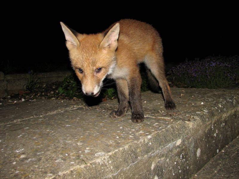 Fox Cub