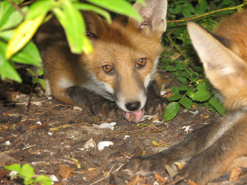 Fox cub 