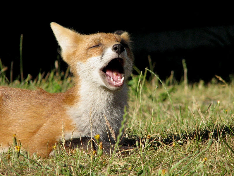 Fox cub