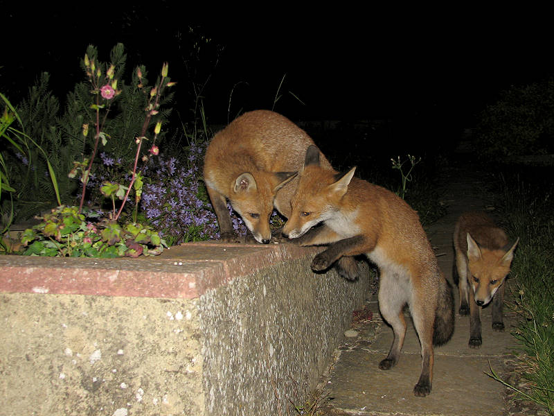 Fox cub