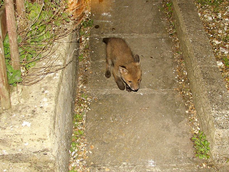 Young Fox Cub