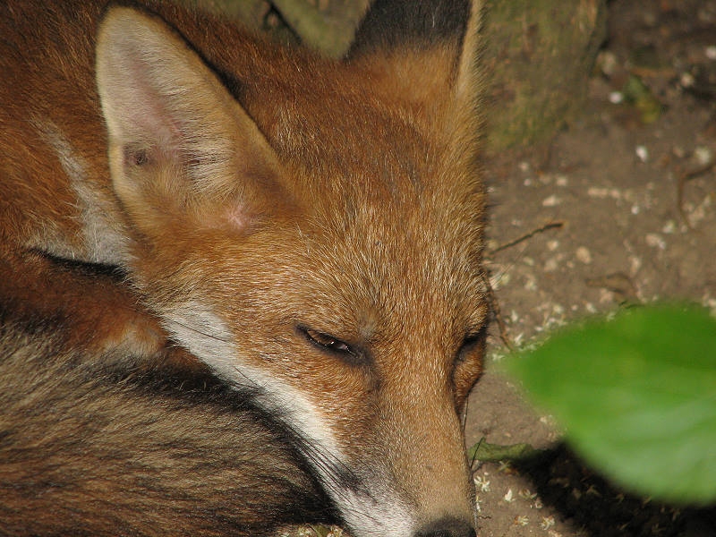 Fox cub