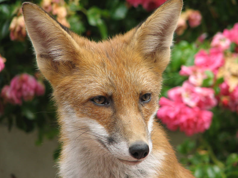 Fox cub