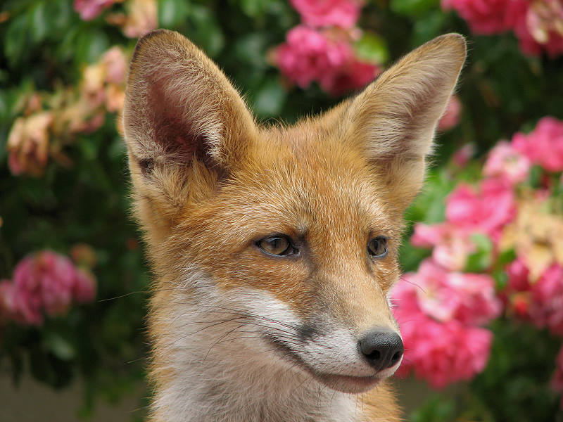 Fox cub