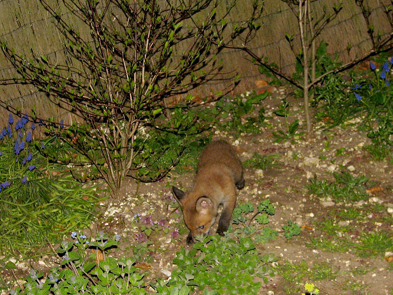 Fox Cub