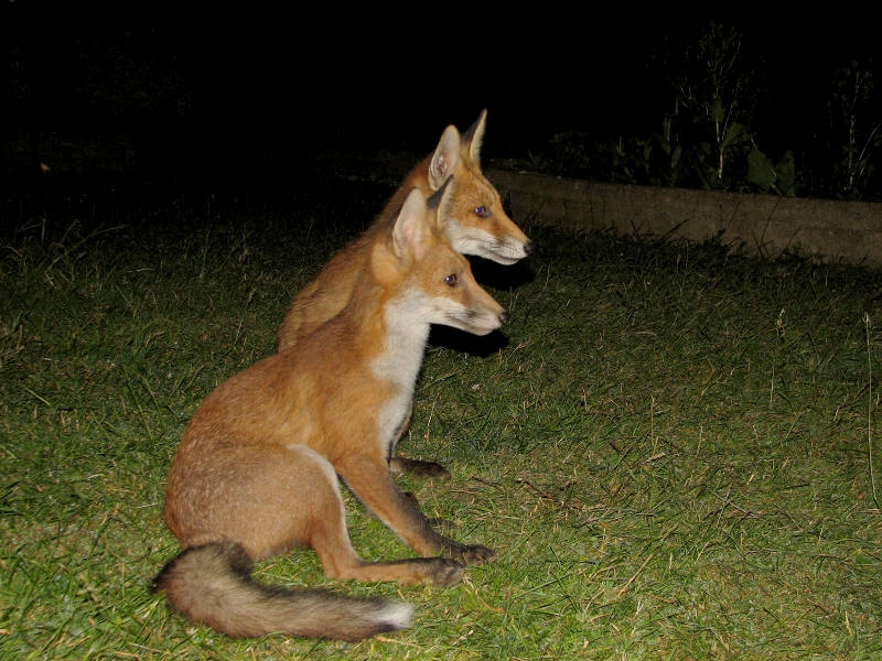 Fox cub