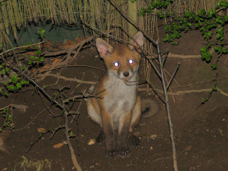 Fox Cub