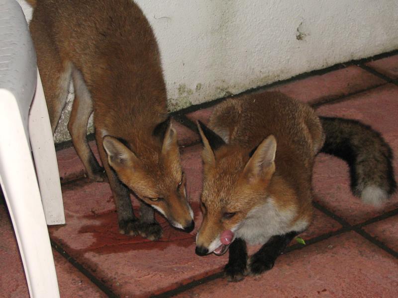 Fox cub