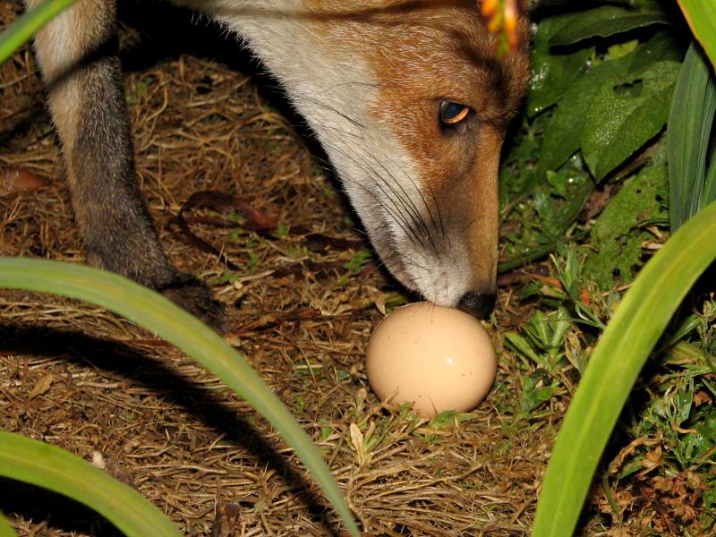 Fox cub
