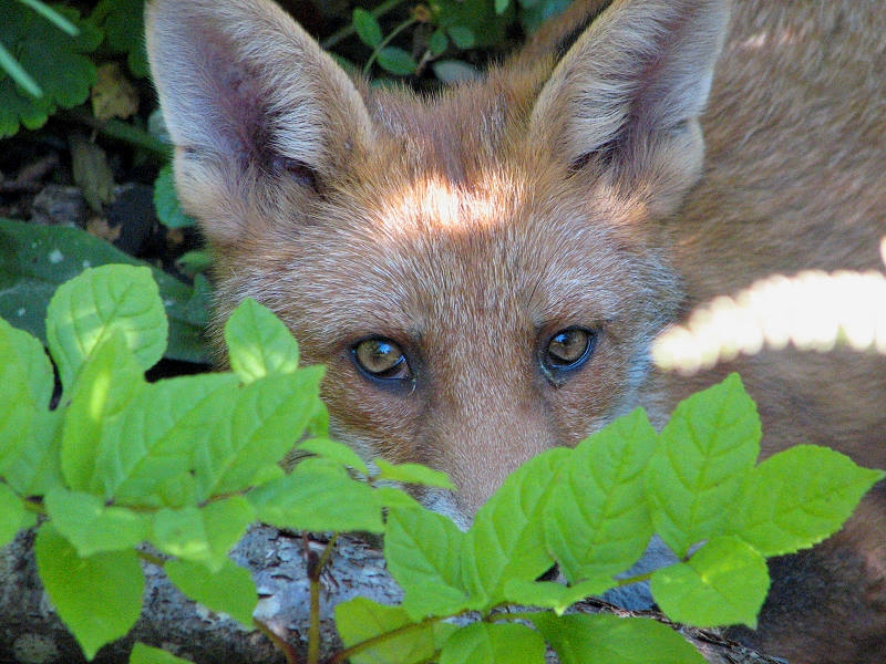 Fox cub
