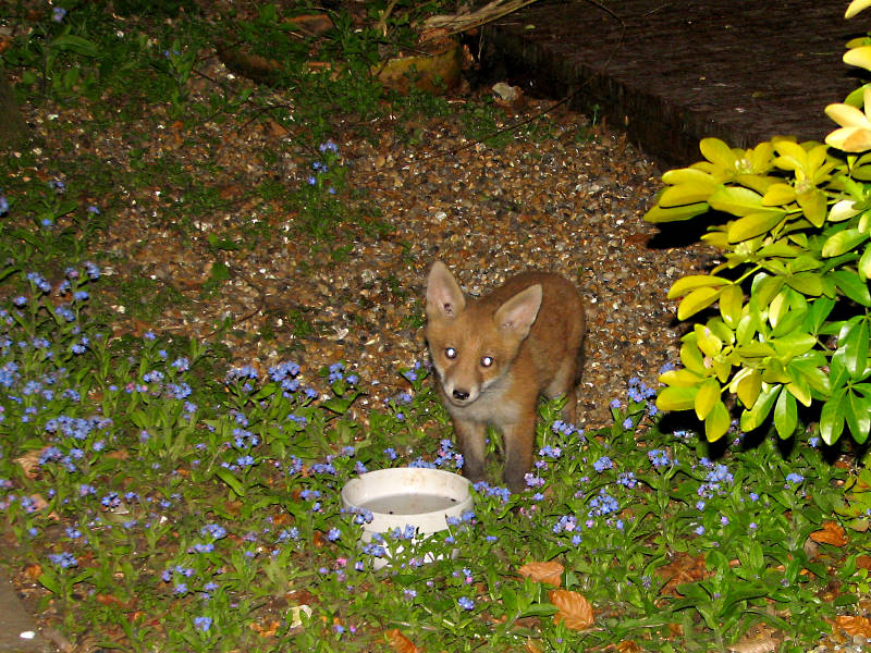 Fox Cub