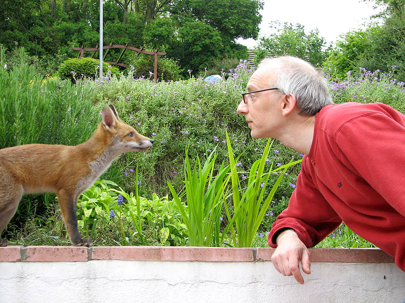 Fox cub and me