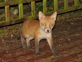 fox cub