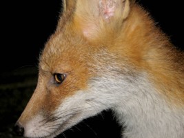 young fox cub