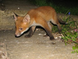 young fox cub
