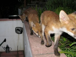 fox cub