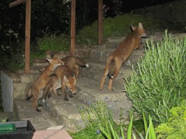 fox cub