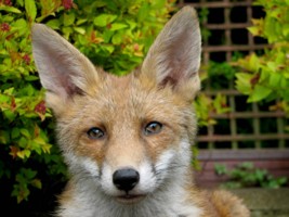  fox cub 