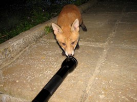 fox cub