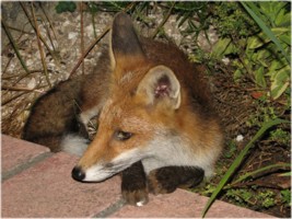 fox cub
