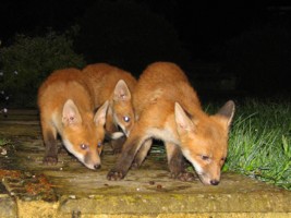  fox cubs