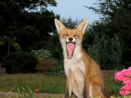 fox cub