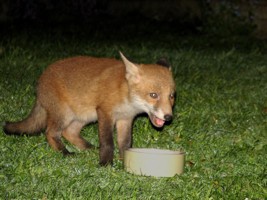 fox cub