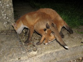 fox cubs