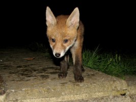 fox cub